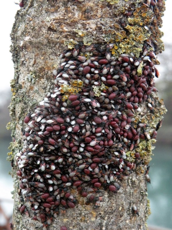 Lygaeidae: Oxycarenus lavaterae infestanti del Veneto (TV)